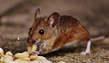 24 Hour & Emergency Exterminators in Columbus, IN